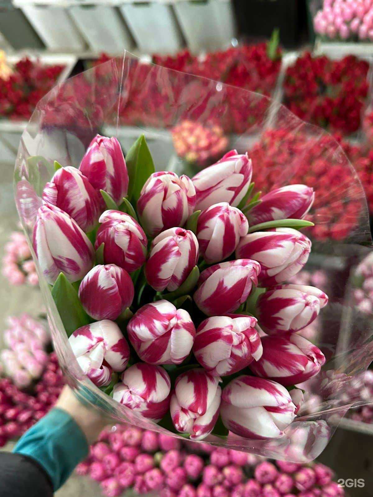 Отзывы на компанию Amsterdam the Holland в Иркутске c фото