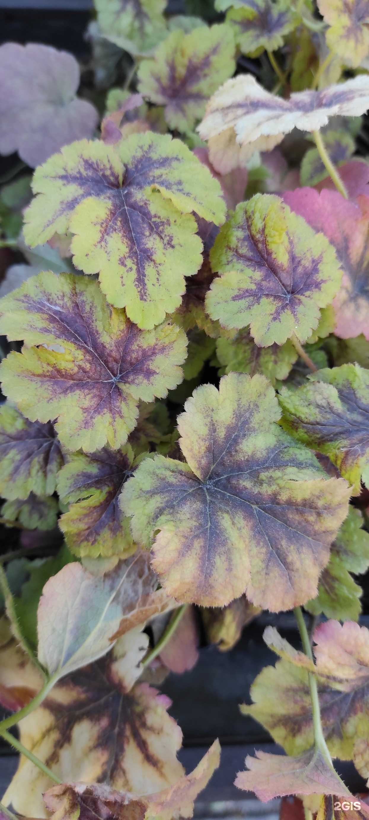 Отзывы на компанию Сибирский парк в Новосибирске c фото - фотография 2 из 2