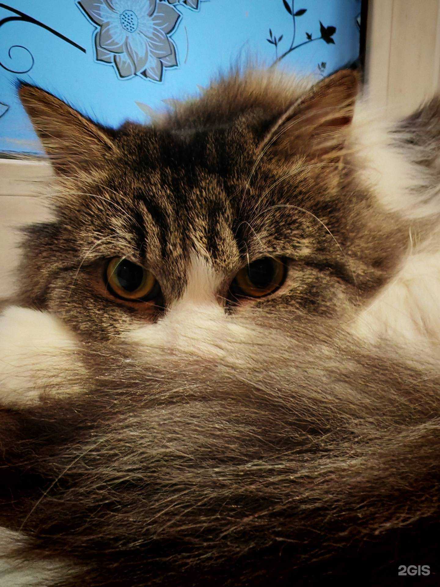 Отзывы на компанию Ветеринарный кабинет в Новокузнецке c фото