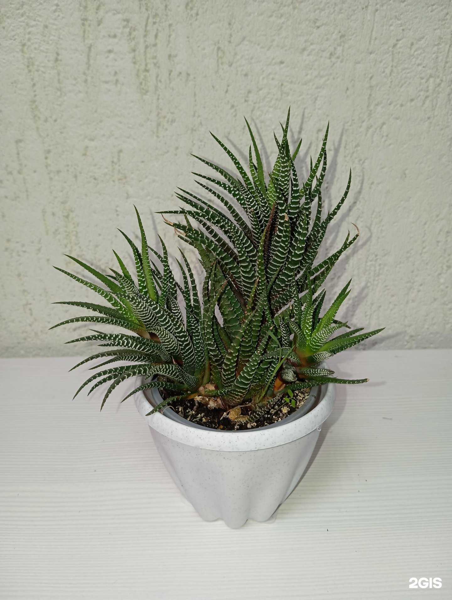 Отзывы на компанию Виранди в Барнауле c фото