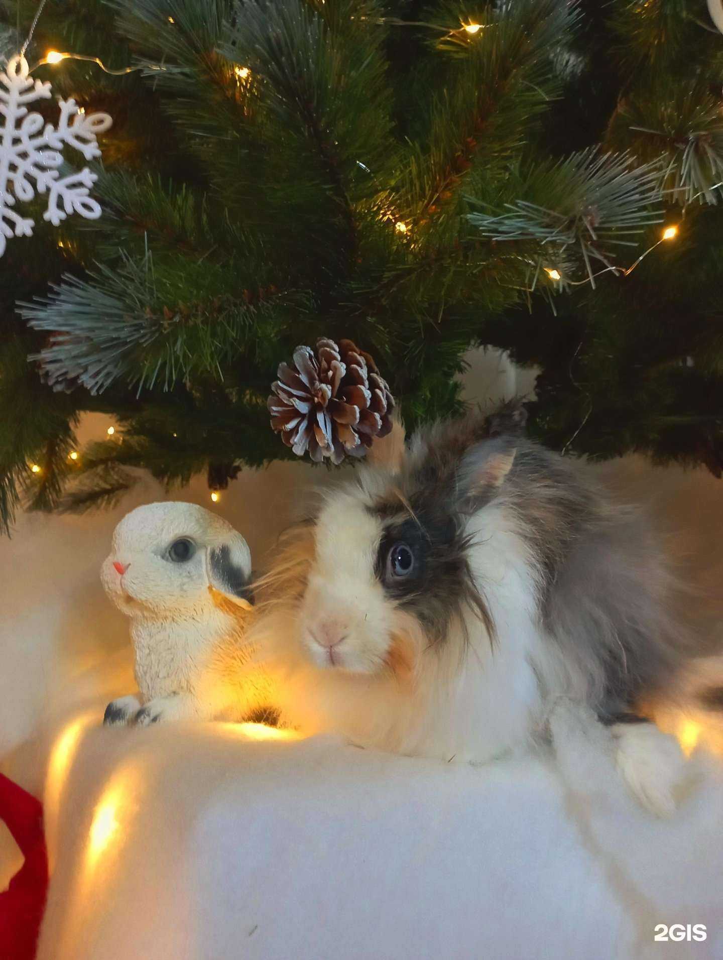 Отзывы на компанию Зоосалон в г. Тюмень c фото