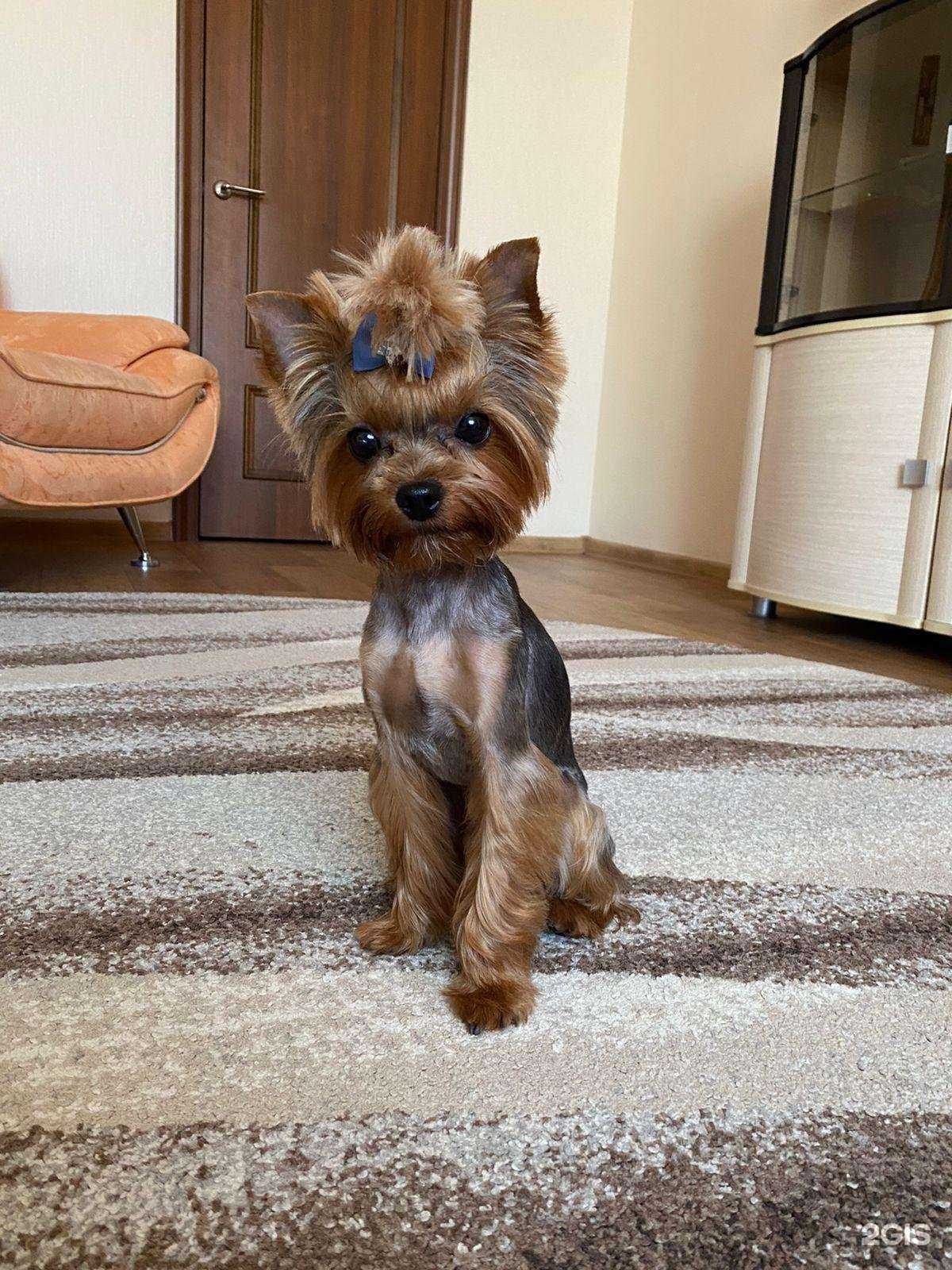 Отзывы на компанию Хвостик в Томске c фото