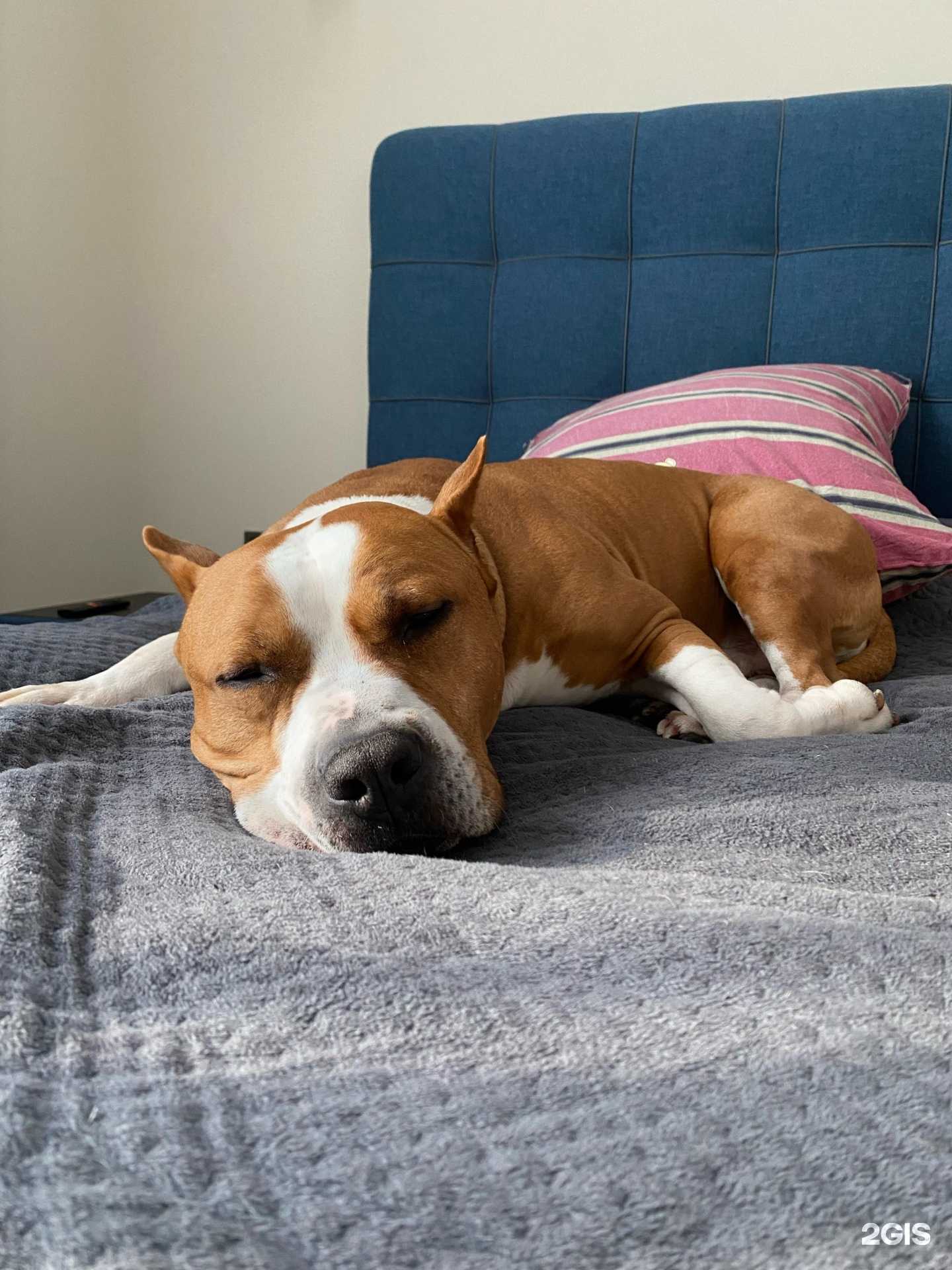 Отзывы на компанию Дай лапу в г. Воронеж c фото