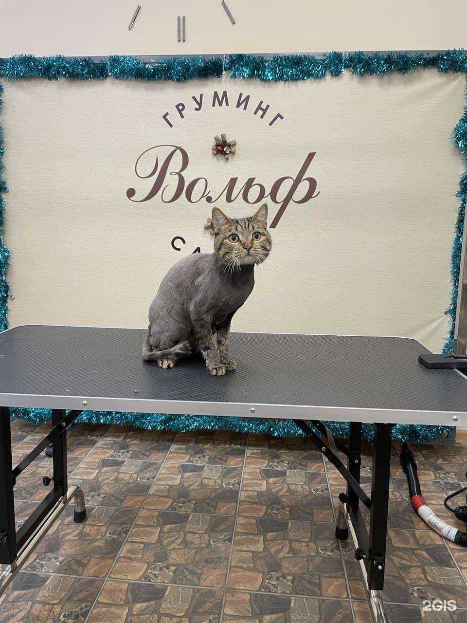 Отзывы на компанию ВОЛЬФ в г. Иркутск c фото