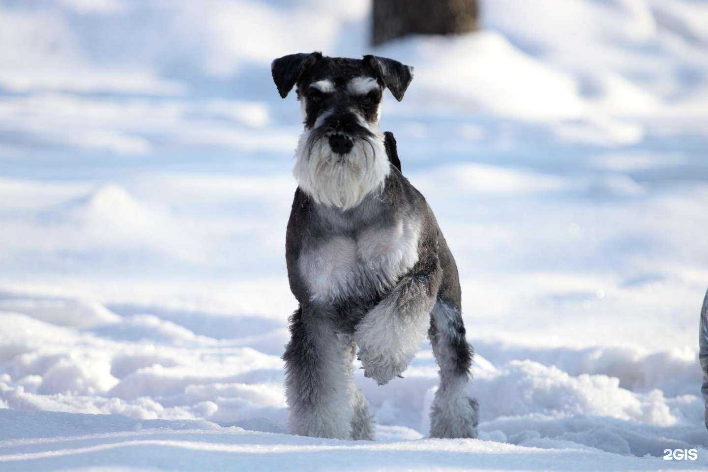 Отзывы на компанию Студия стрижки собак в г. Иркутск c фото
