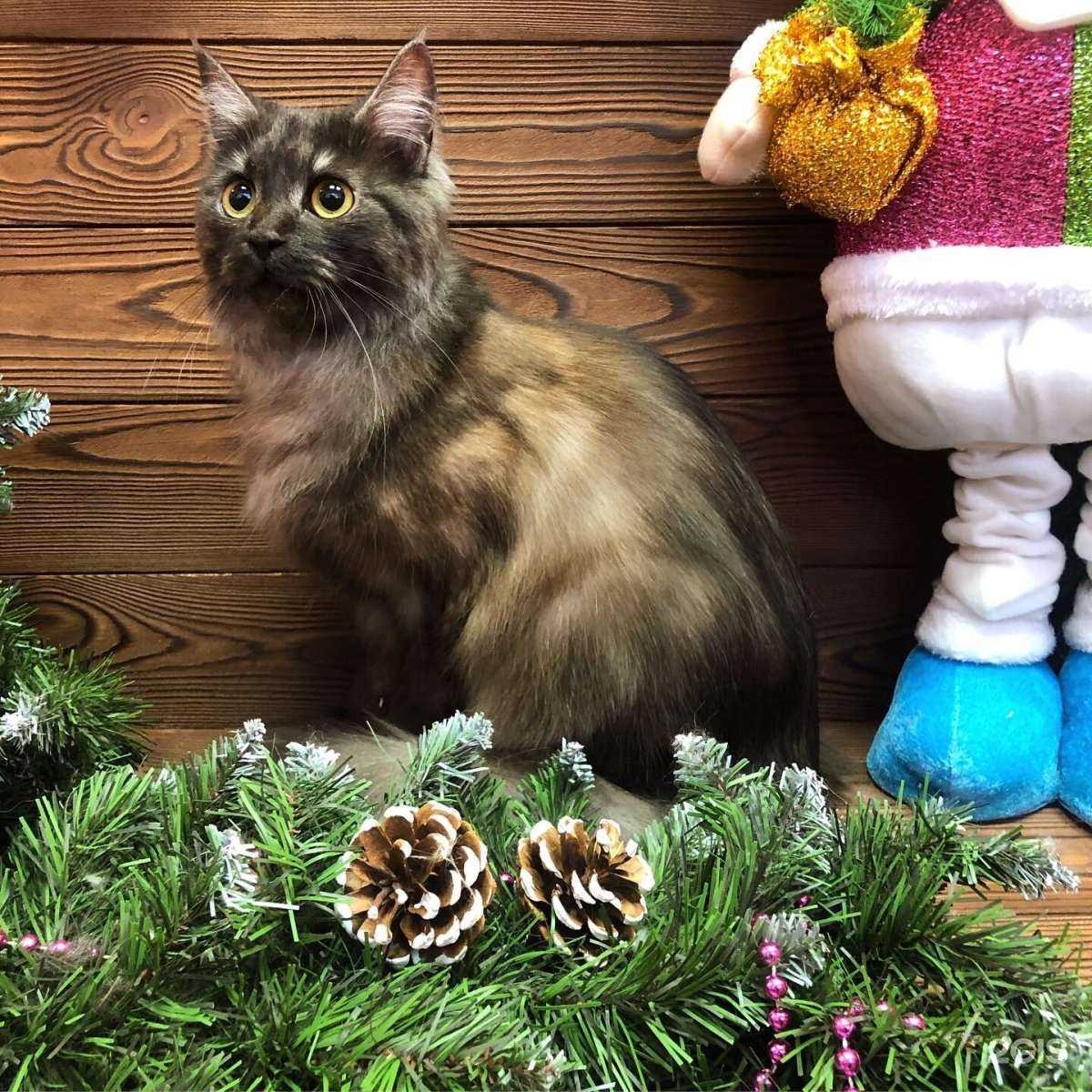 Отзывы на компанию Mgroom в г. Екатеринбург c фото