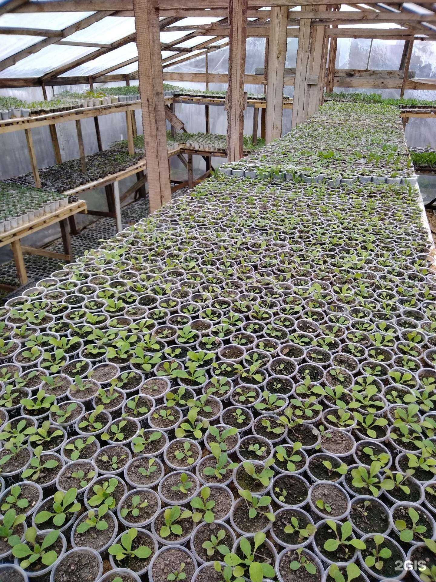 Отзывы на компанию Сибирский сокол в Омске c фото