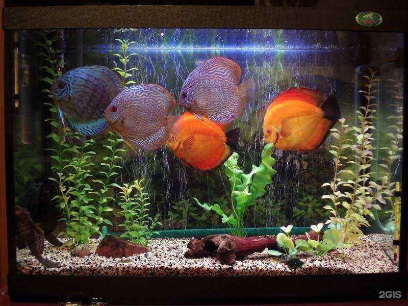 Отзывы на компанию Аква-мос в Лобне c фото