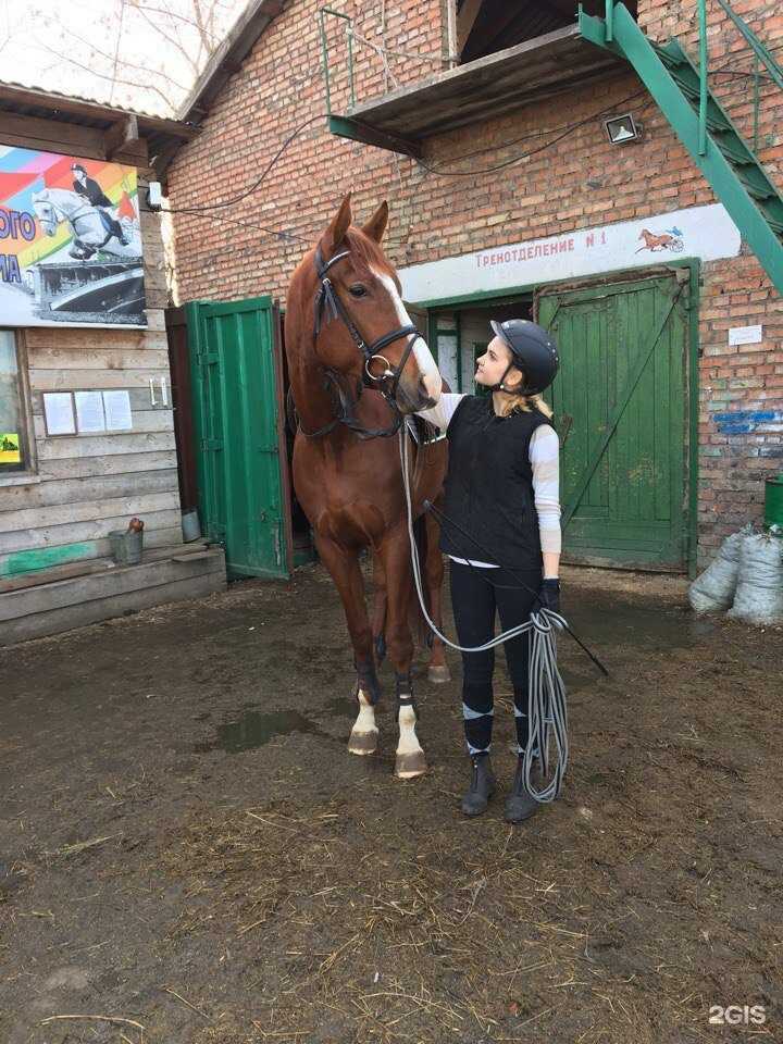 Отзывы на компанию Золотая грива в Красноярске c фото - фотография 2 из 2