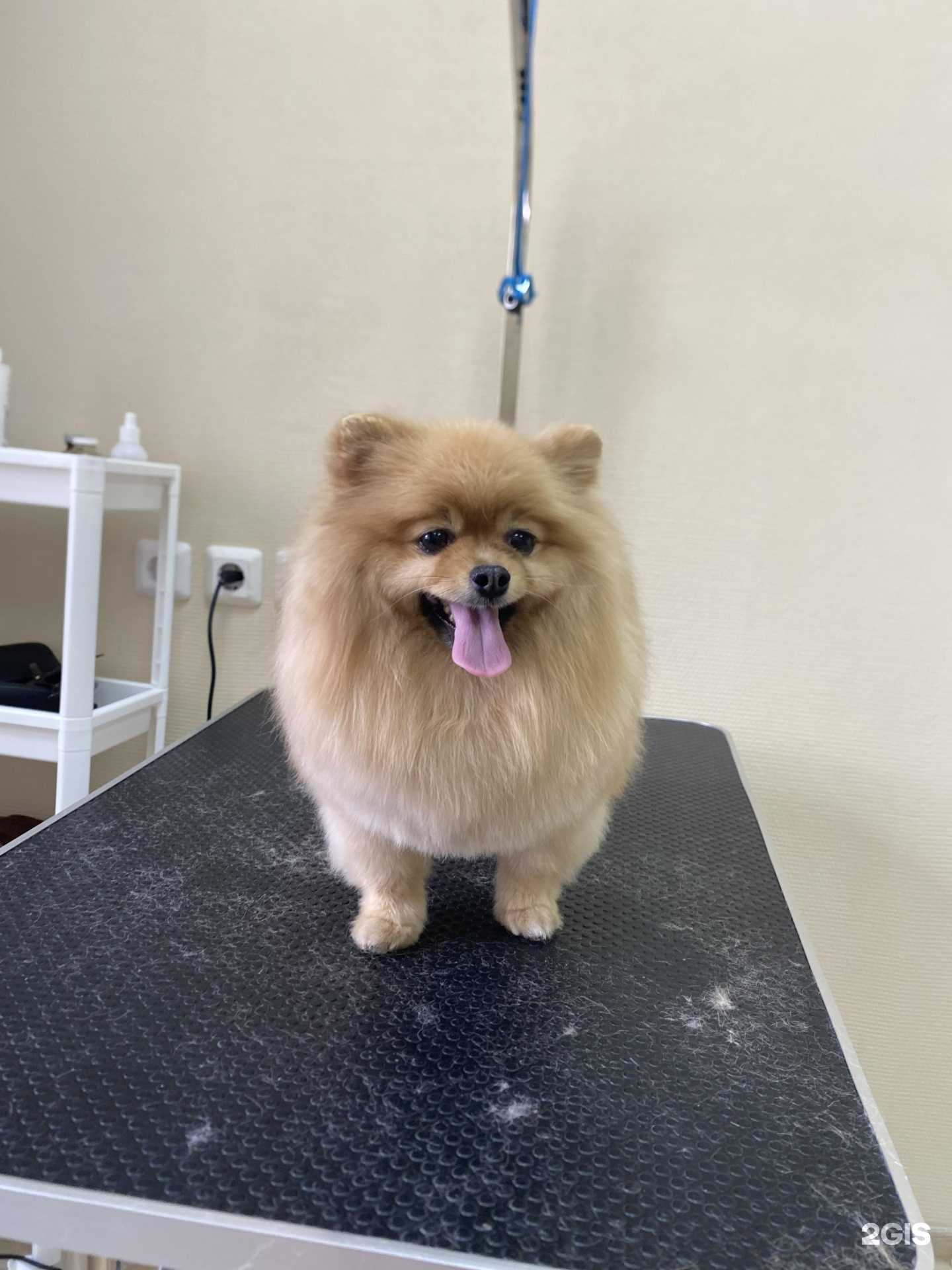 Отзывы на компанию Мастер Грумер в Барнауле c фото