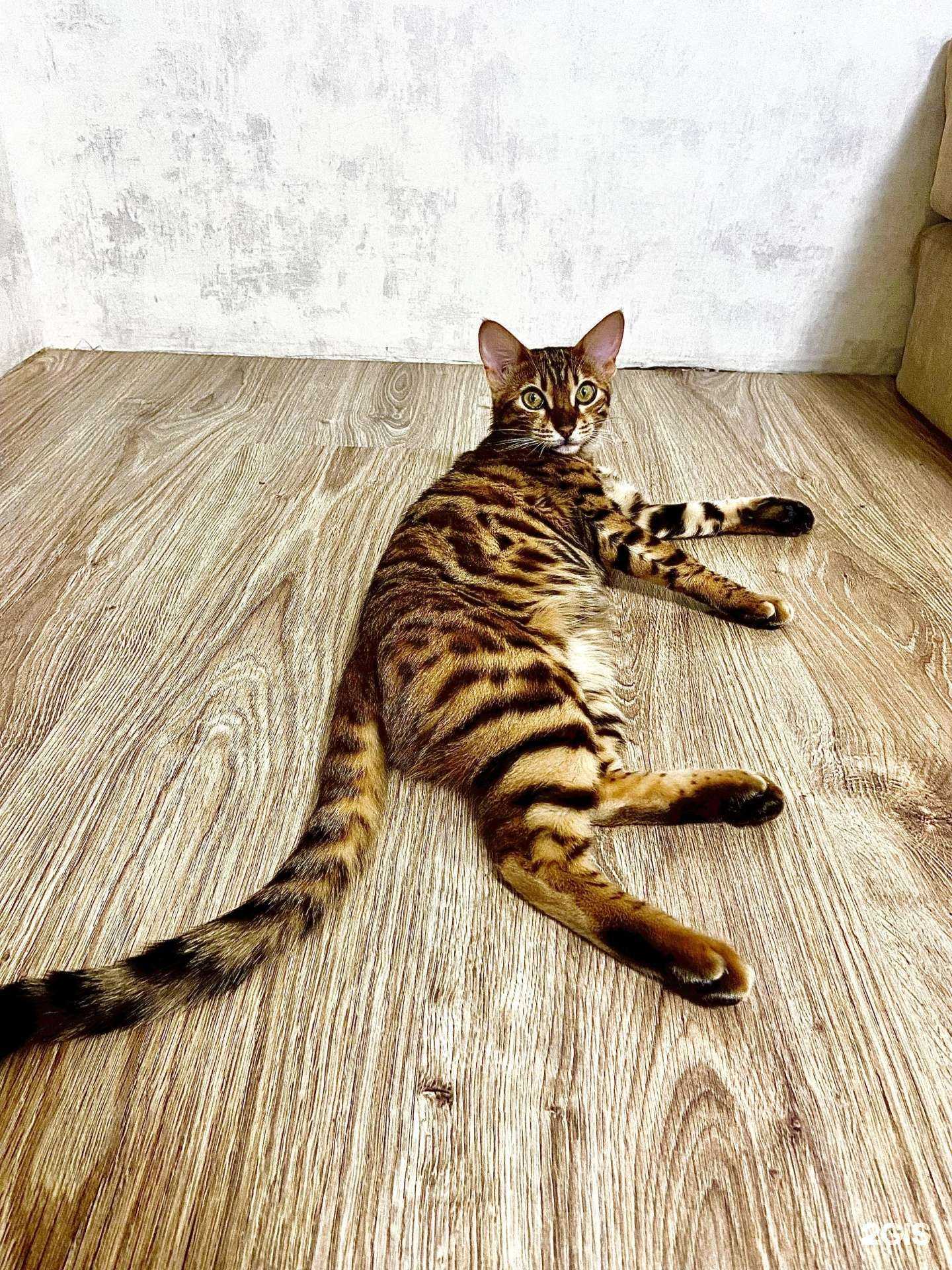 Отзывы на компанию Ветеринарная клиника доктора Кутлиматова в г. Уфа c фото