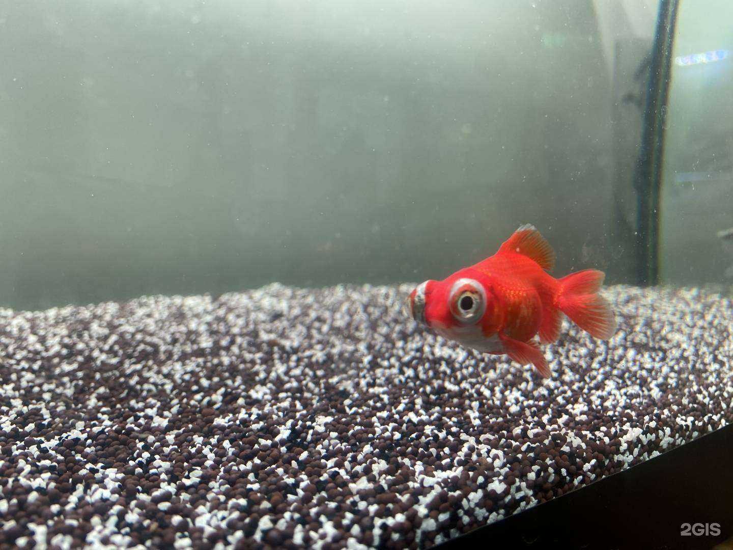 Отзывы на компанию Кицунэ в Кирове c фото