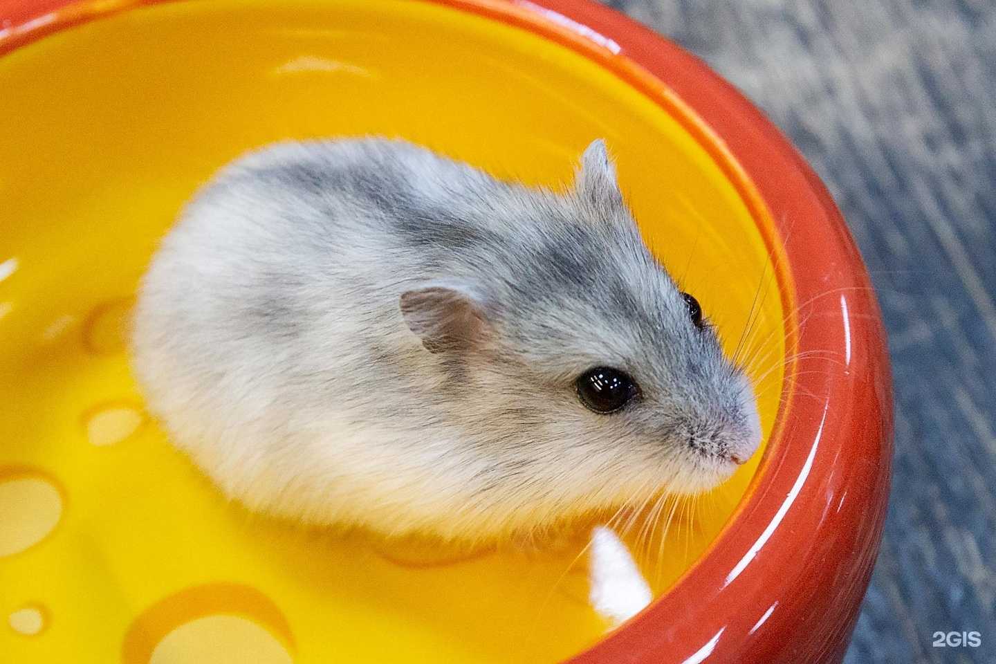 Отзывы на компанию Зоомагазин в г. Астрахань c фото