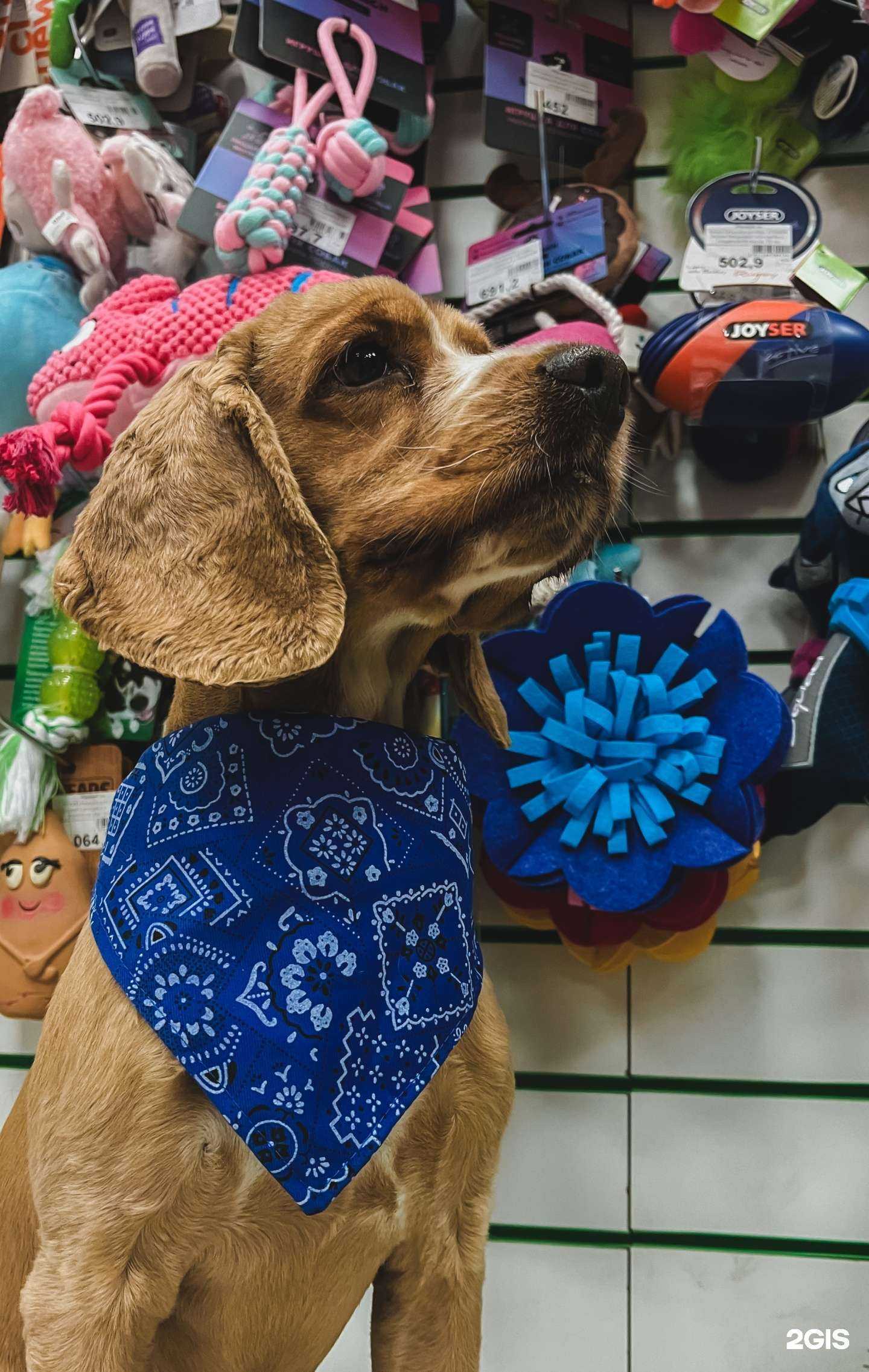 Отзывы на компанию Mr. Zoo Market в Чите c фото