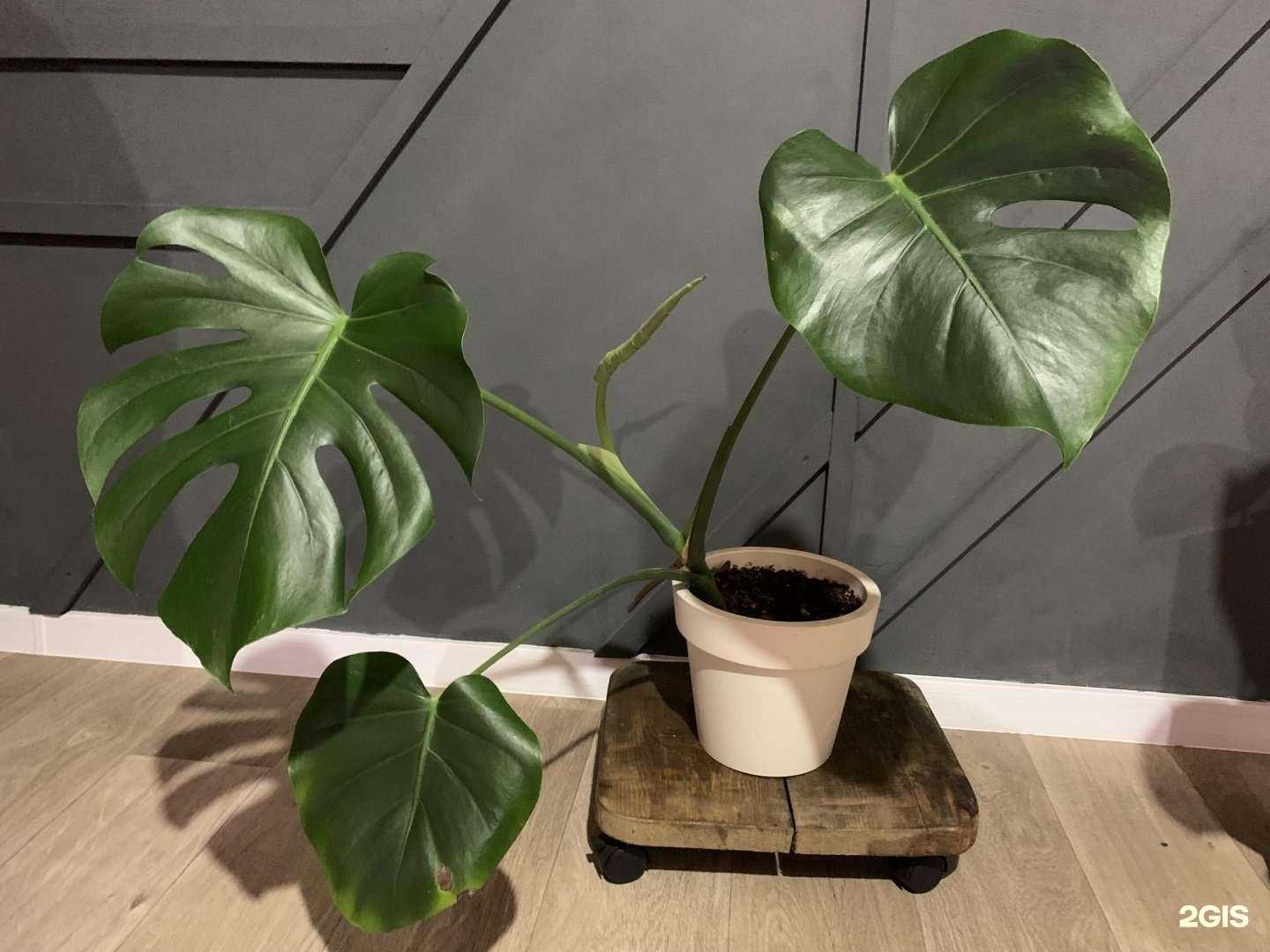 Отзывы на компанию Стиль и цветы в г. Улан-Удэ c фото