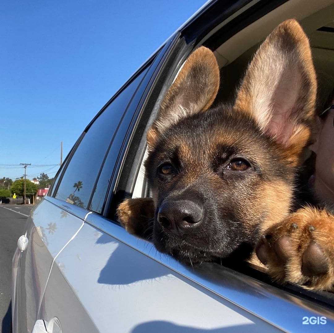 Отзывы на компанию БелВетЦентр в г. Белгород c фото