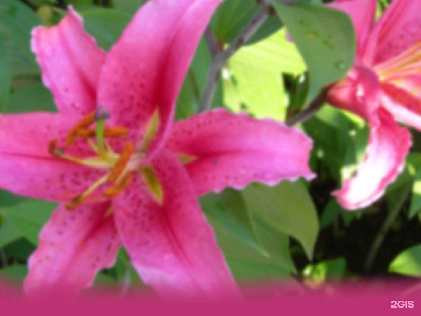 Отзывы на компанию Невский в Курске c фото