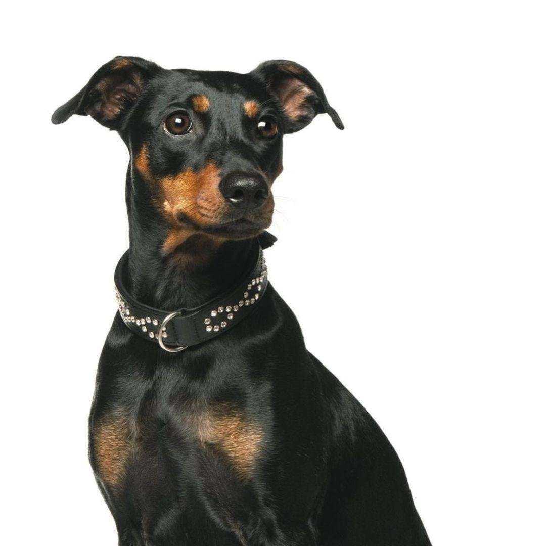 Отзывы на компанию Балу в Липецке c фото