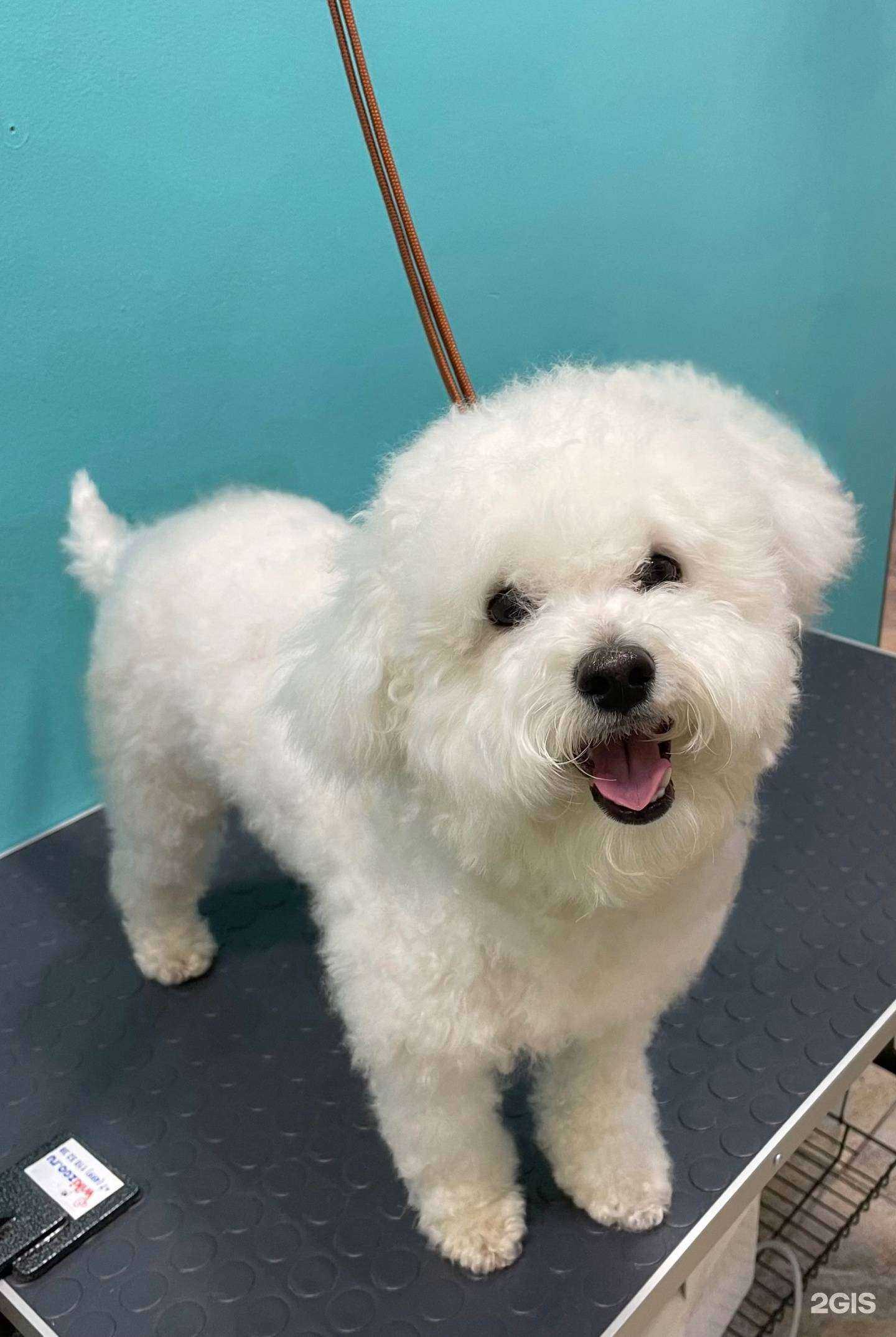 Отзывы на компанию Счастливые лапки в Прокопьевске c фото