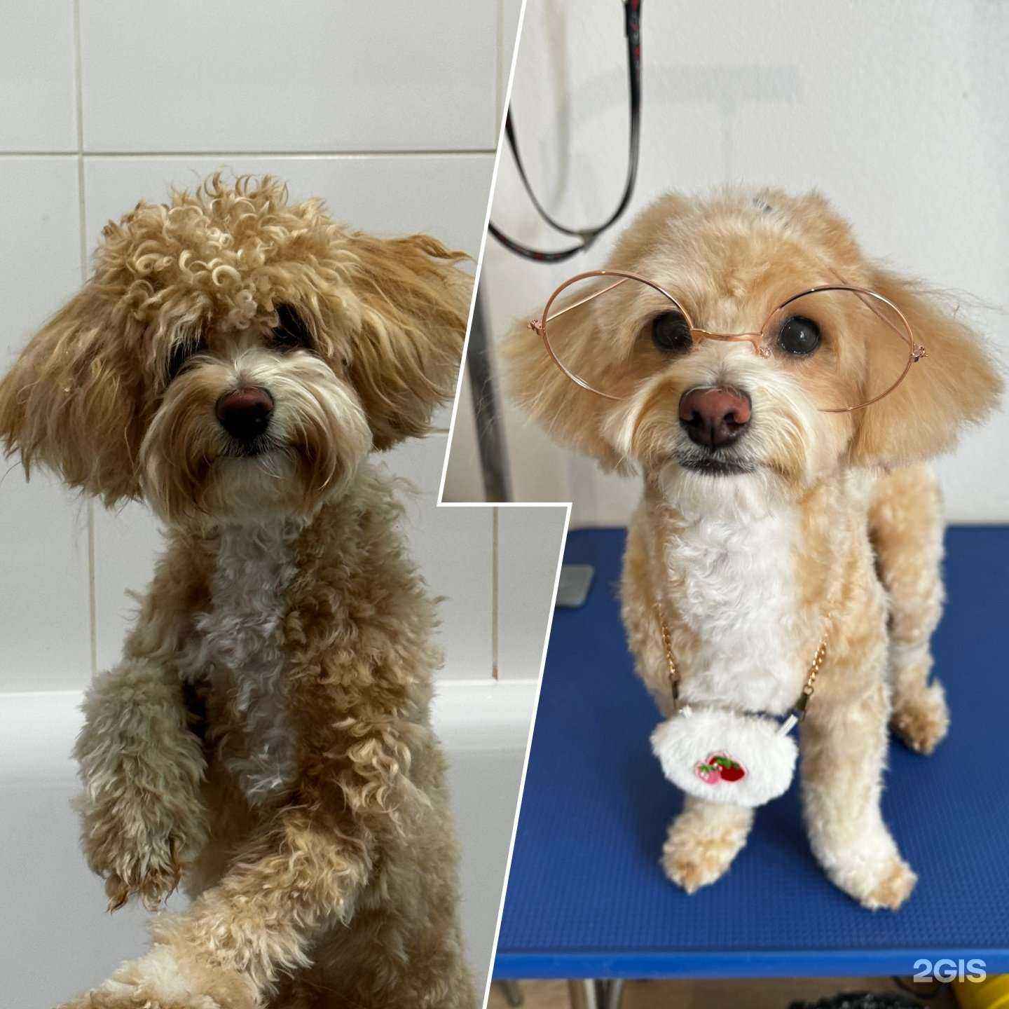 Отзывы на компанию Lapki pets в г. Химки c фото