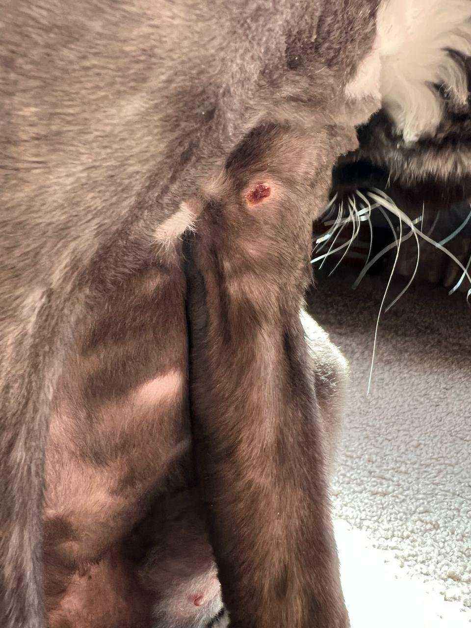 Отзывы на компанию Pet Grooming в Киржаче c фото