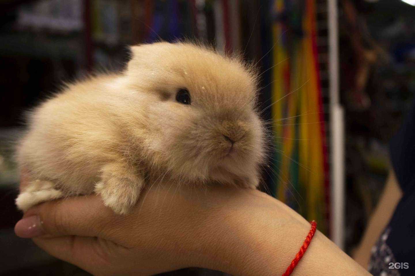 Отзывы на компанию ЗверьОк в г. Армавир c фото