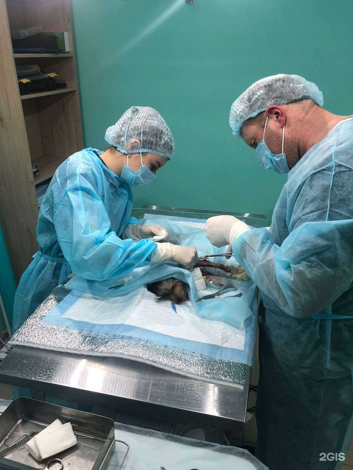 Отзывы на компанию Brovet в Краснодаре c фото