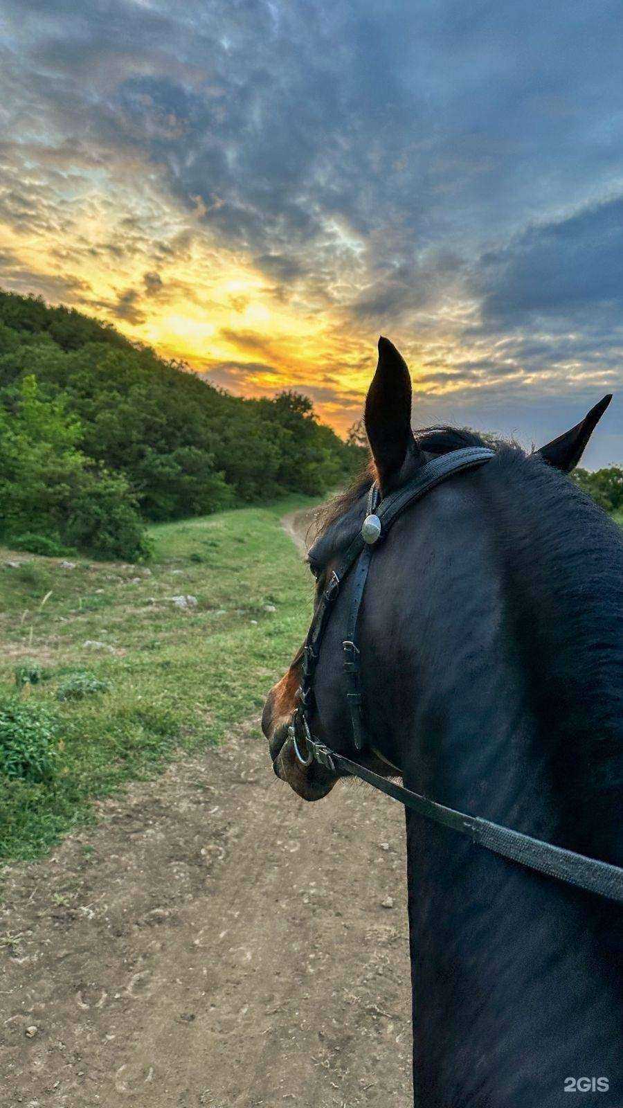 Отзывы на компанию Horse Riding в г. Махачкала c фото