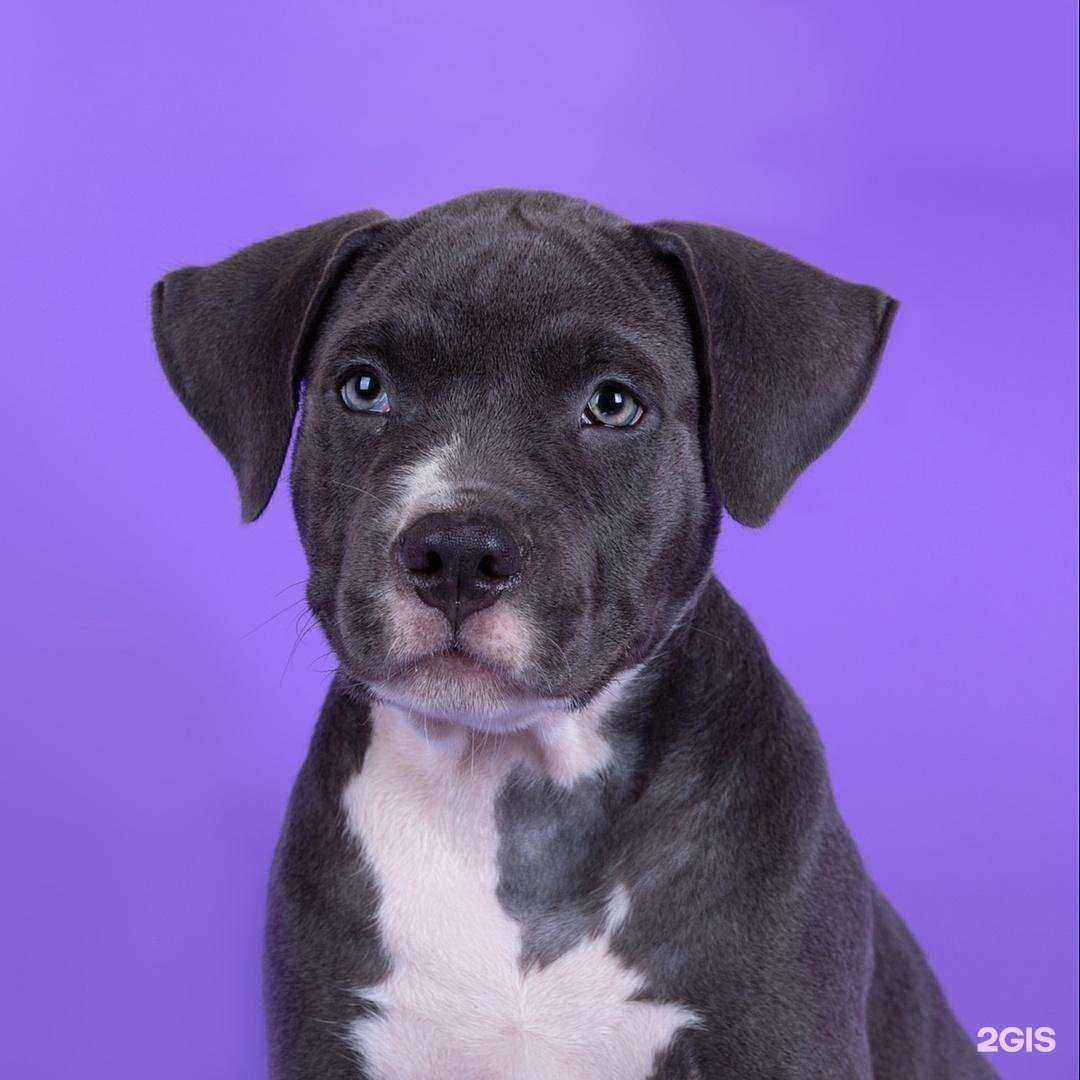 Отзывы на компанию Ле`муррр, зоомагазин в г. Краснотурьинск c фото