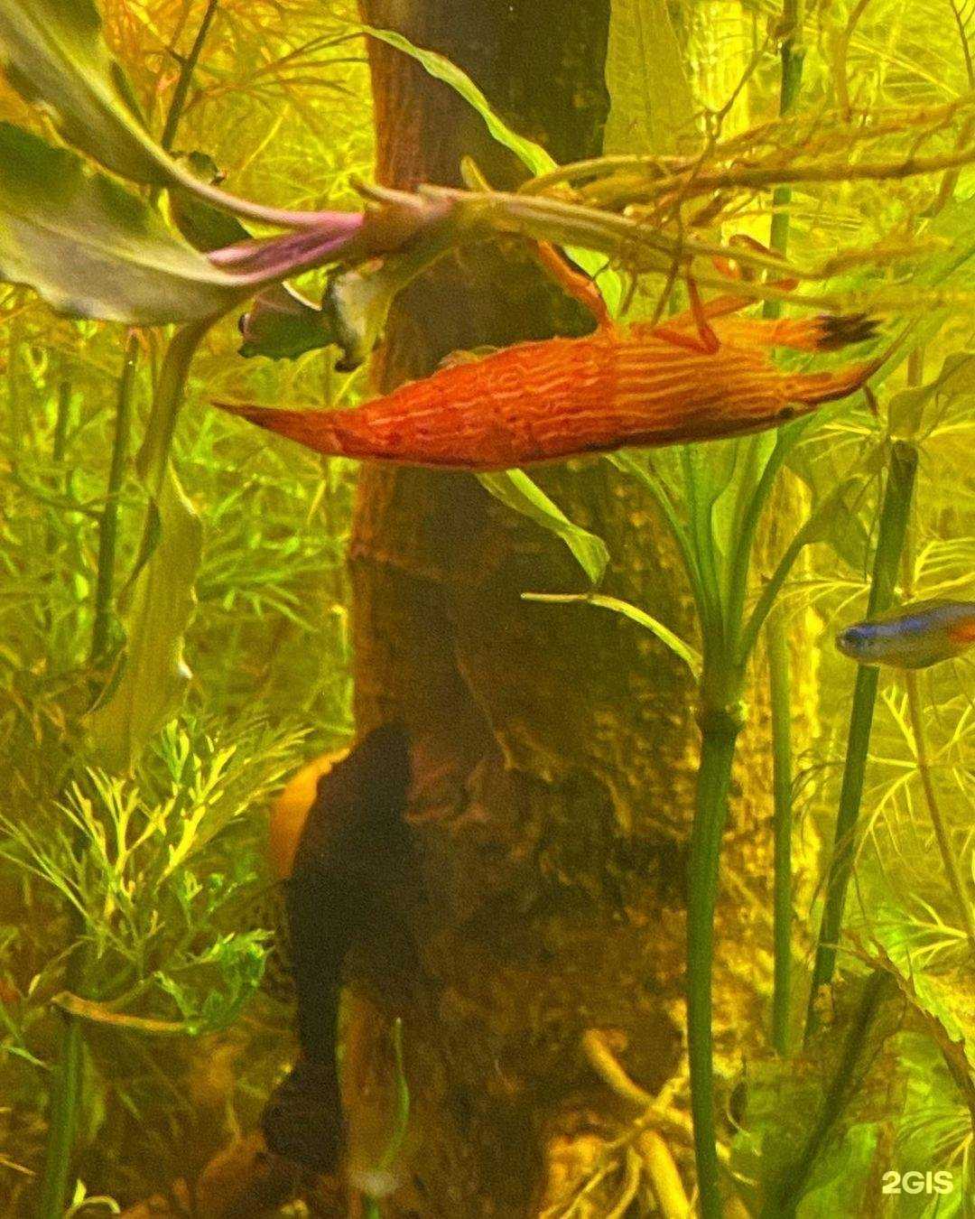 Отзывы на компанию Компания по продаже аквариумных растений в Астрахани c фото