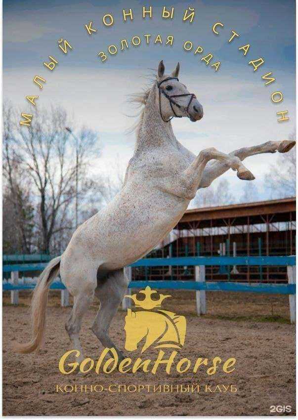 Отзывы на компанию Golden horse в Томске c фото