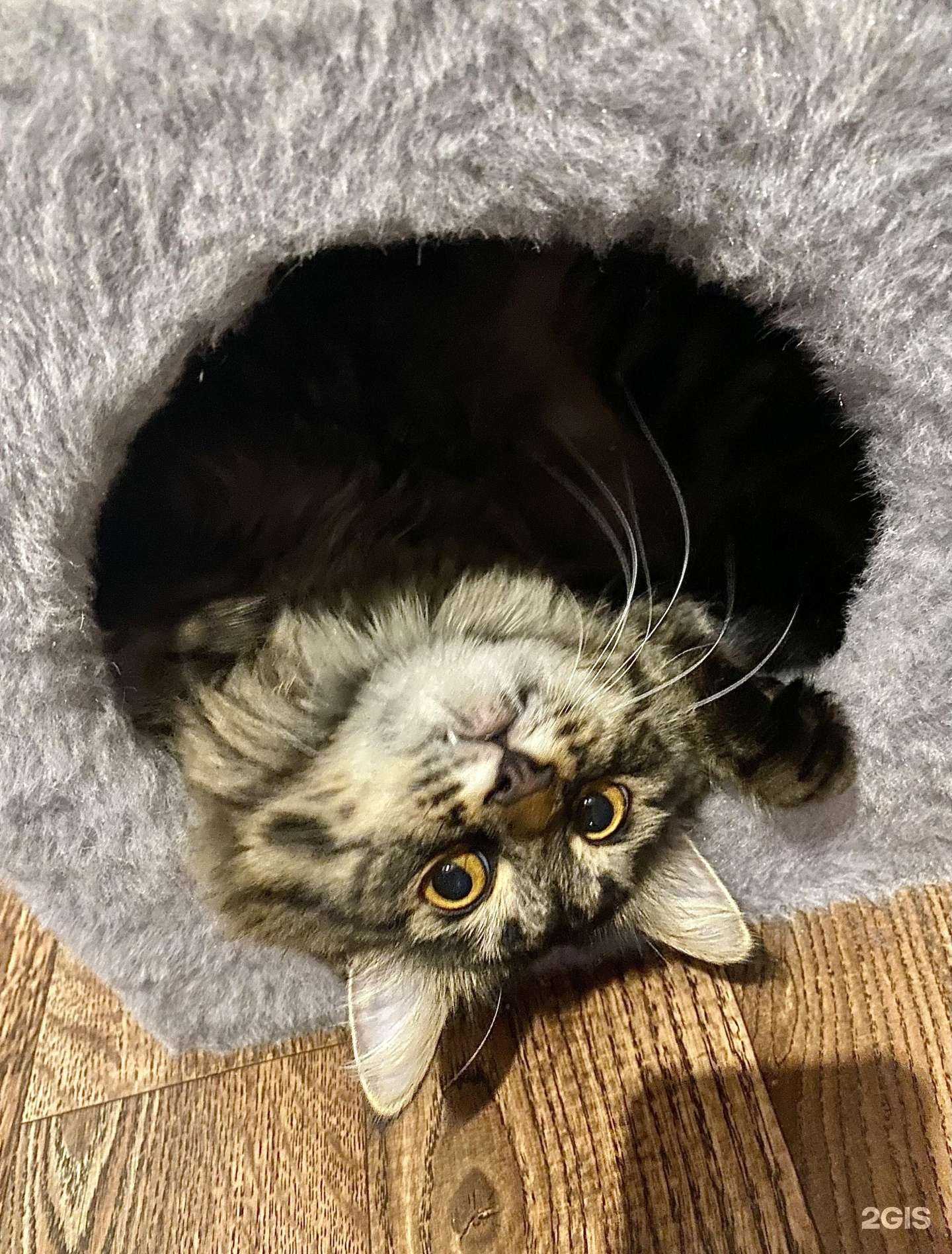 Отзывы на компанию Ветеринарная лечебница Советского и Кировского районов в Астрахани c фото