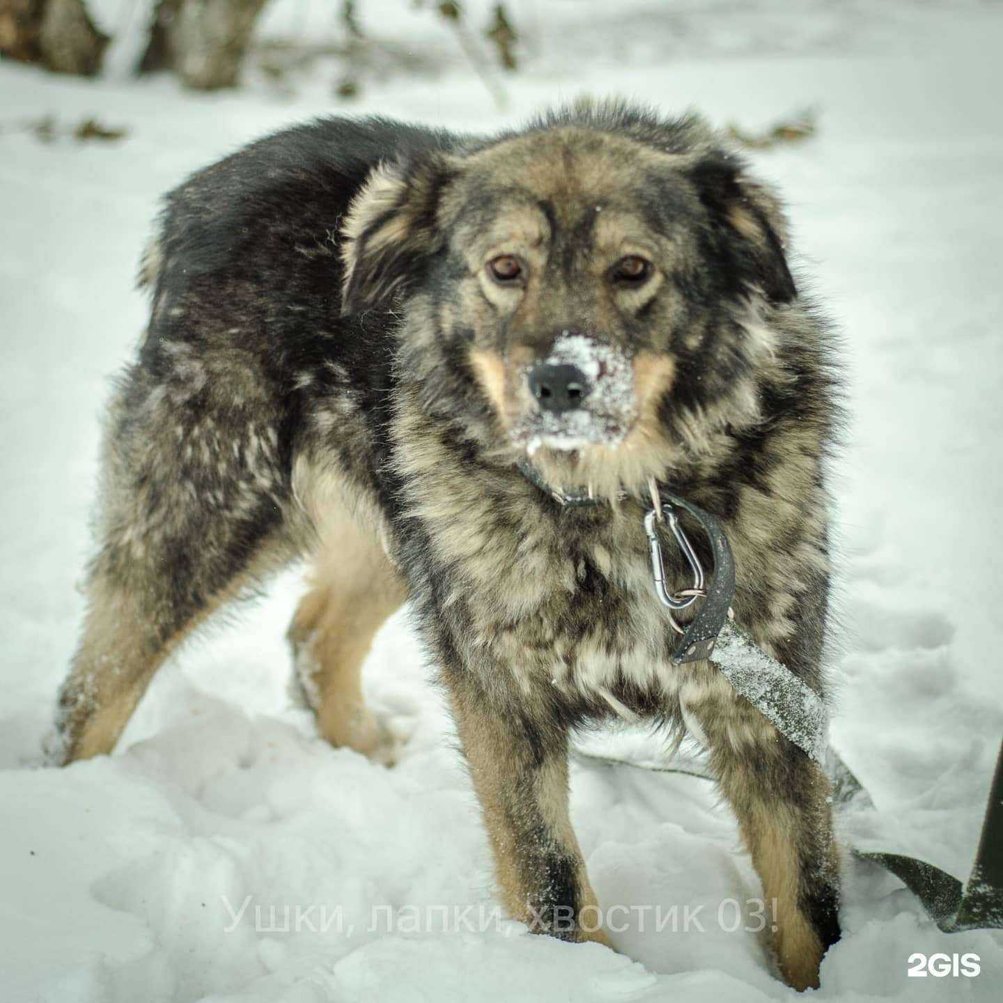 Отзывы на компанию Клиника мелких животных в г. Улан-Удэ c фото