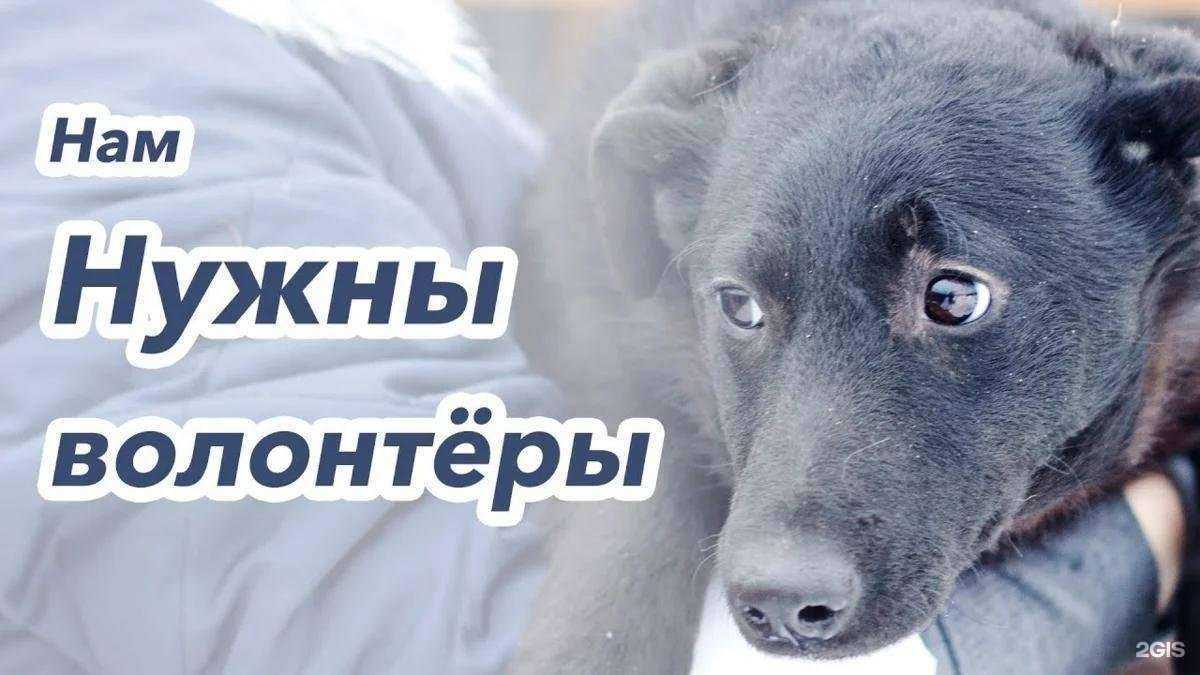 Отзывы на компанию Городской центр управления численностью безнадзорных животных в Ростове-на-Дону c фото