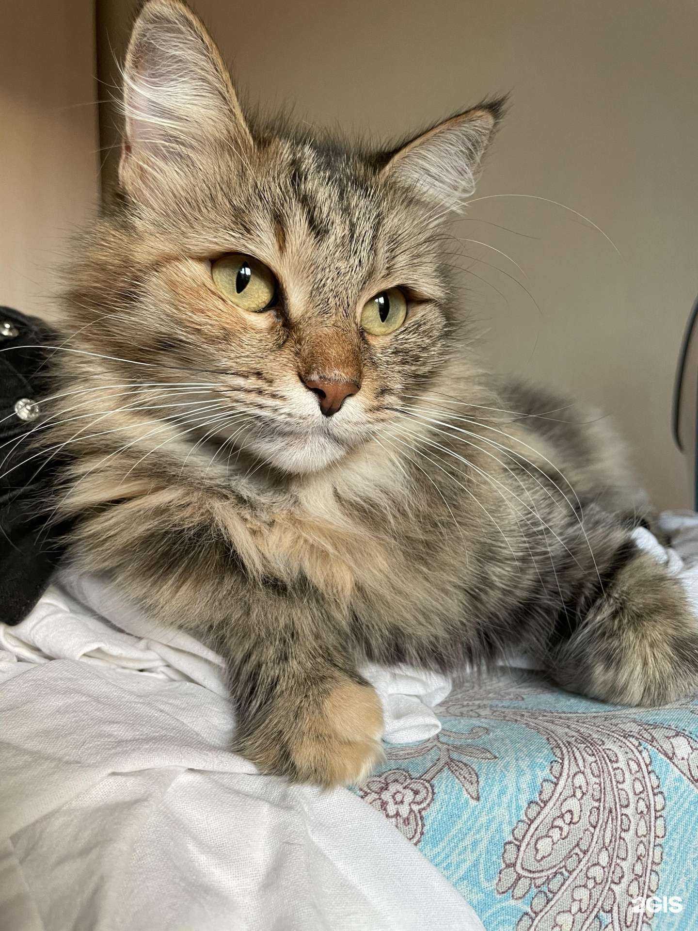 Отзывы на компанию А.Виктори в Омске c фото