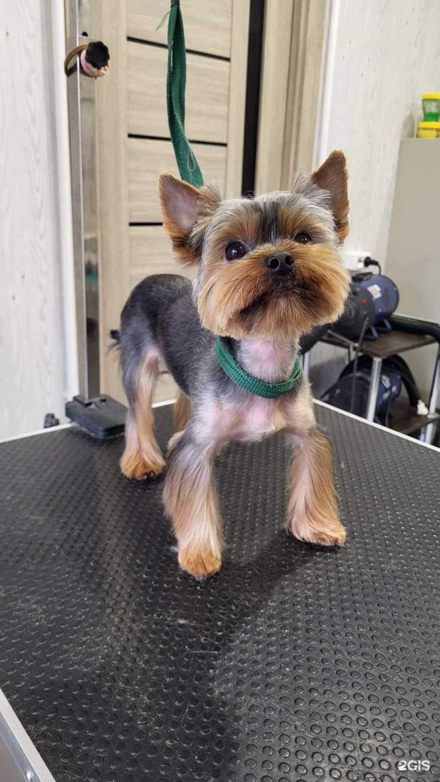 Отзывы на компанию Стрижок в Оренбурге c фото