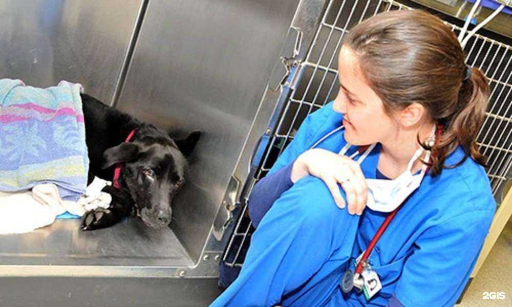 Отзывы на компанию ВЕТ НЕОТЛОЖКА в Нижнем Новгороде c фото