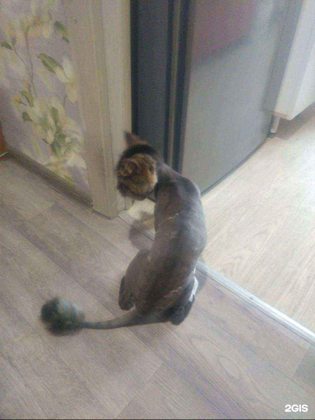 Отзывы на компанию Красный кролик в г. Новосибирск c фото