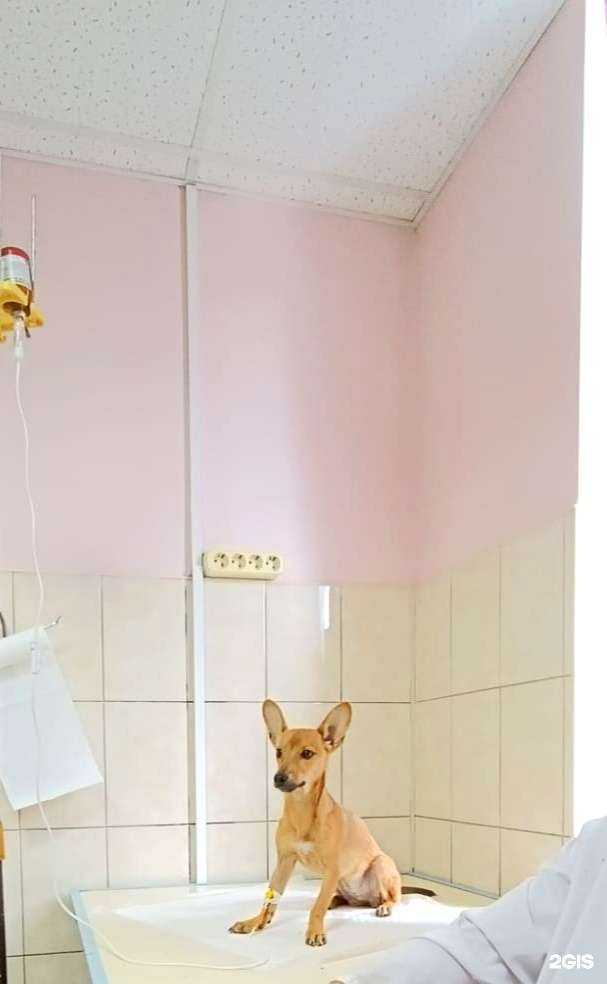 Отзывы на компанию Зоомир в Туапсе c фото