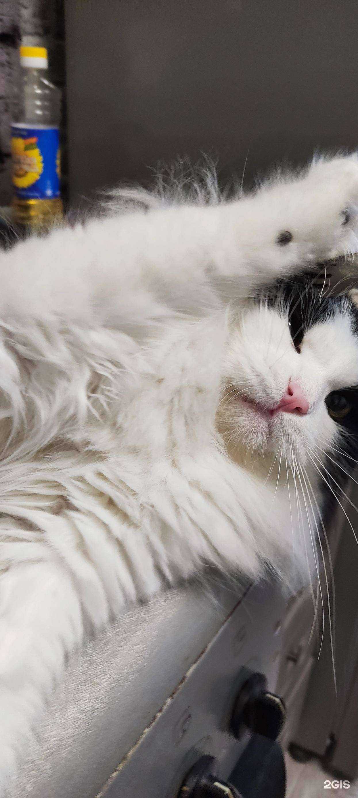 Отзывы на компанию Зооотель в г. Челябинск c фото