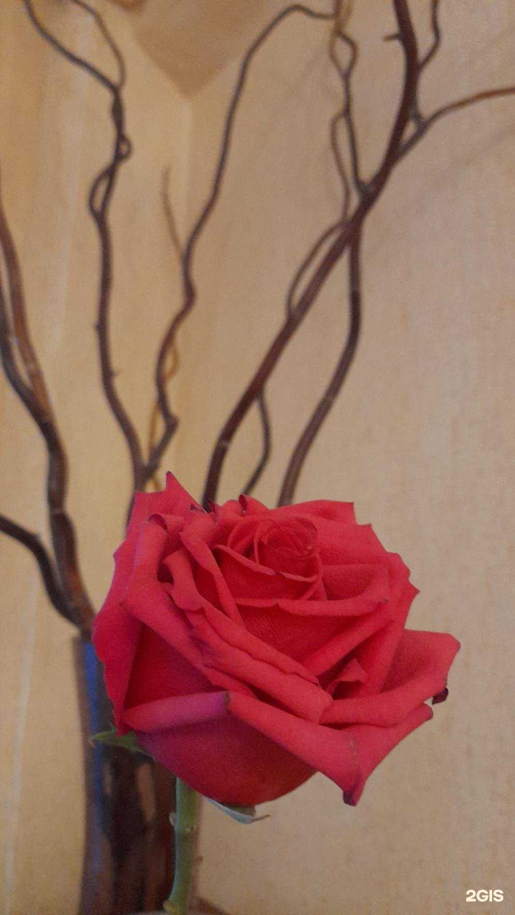 Отзывы на компанию Камелия в Саратове c фото