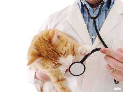 Отзывы на компанию ВЕТ НЕОТЛОЖКА в Нижнем Новгороде c фото