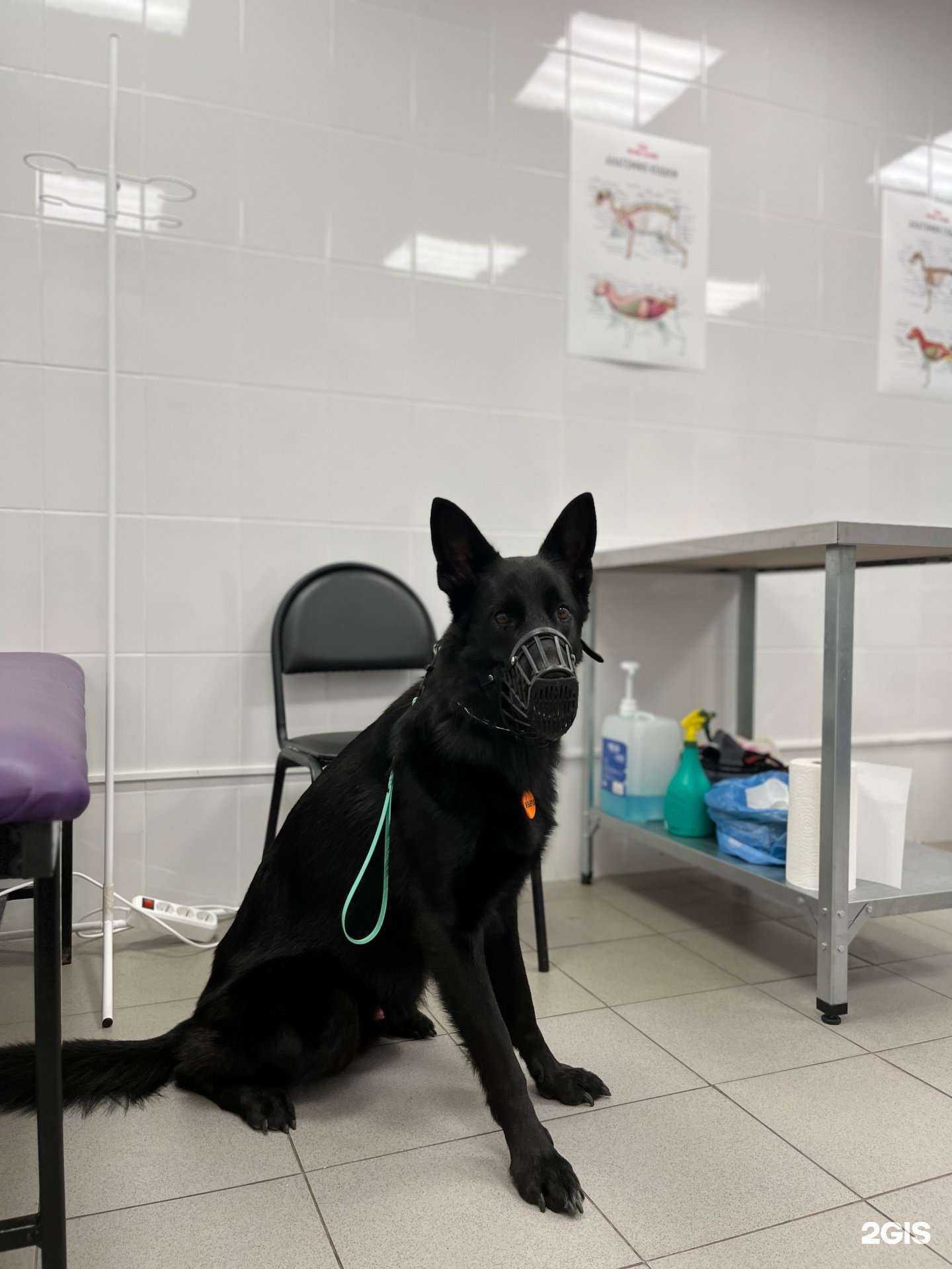 Отзывы на компанию ВетПрофи в г. Ульяновск c фото