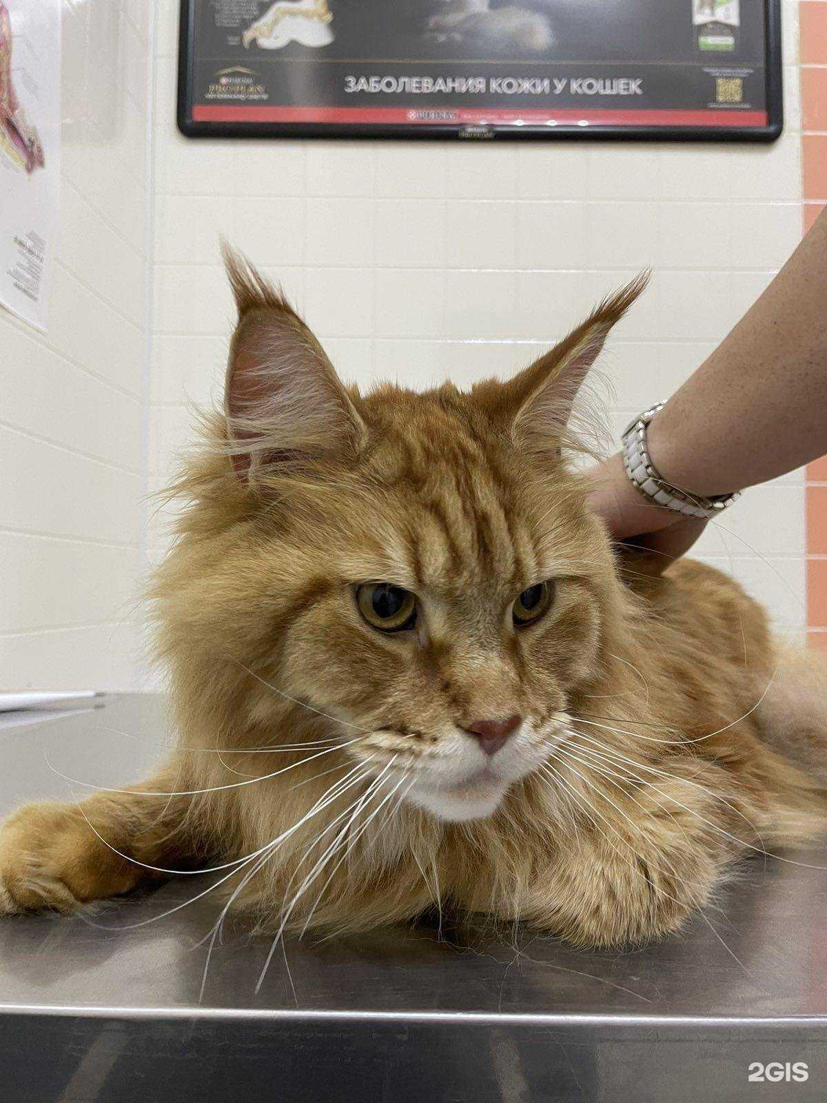 Отзывы на компанию Zdravvet в Энгельсе c фото