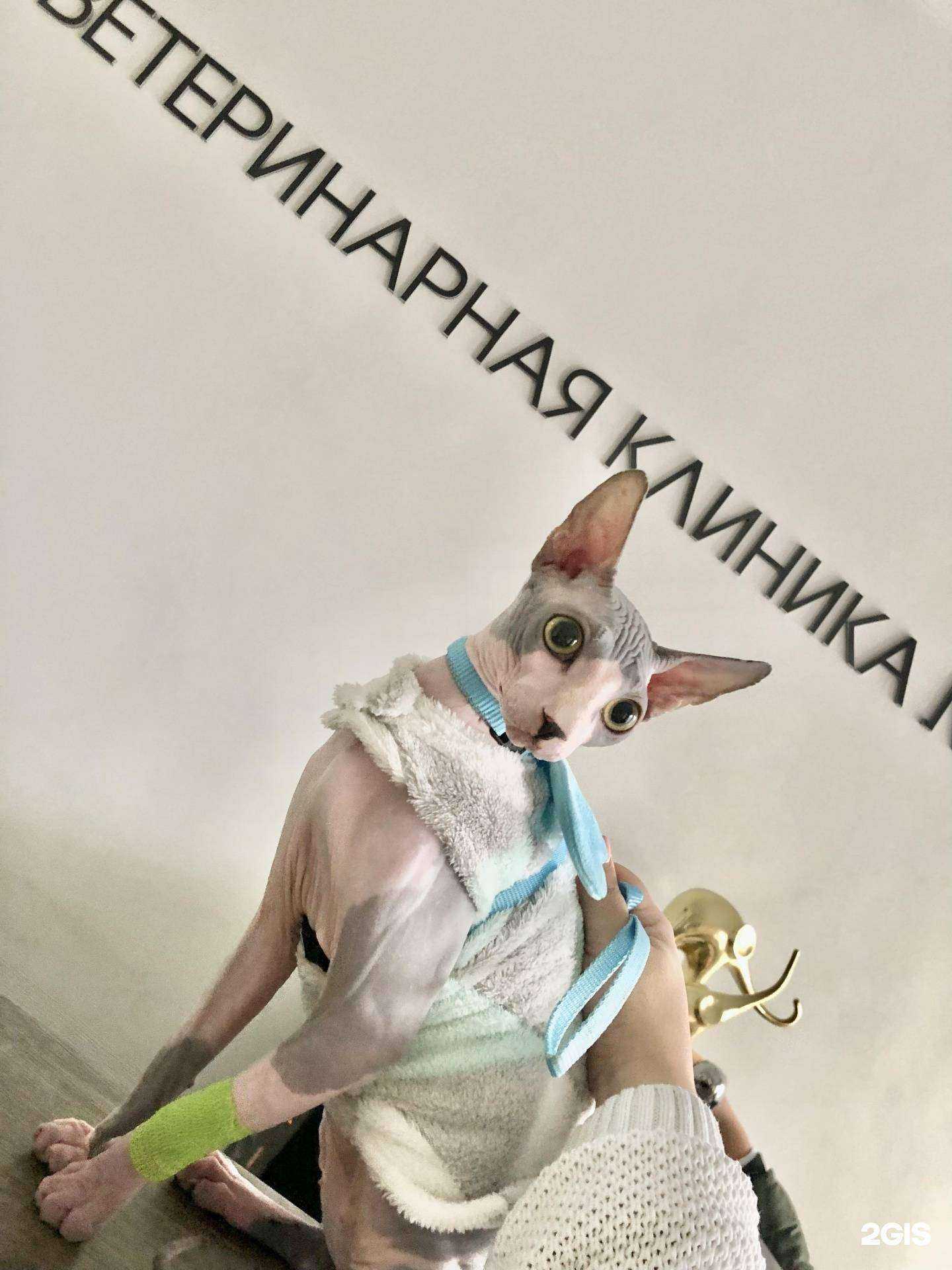 Отзывы на компанию Ветеринарная Клиника №1 в г. Грозный c фото