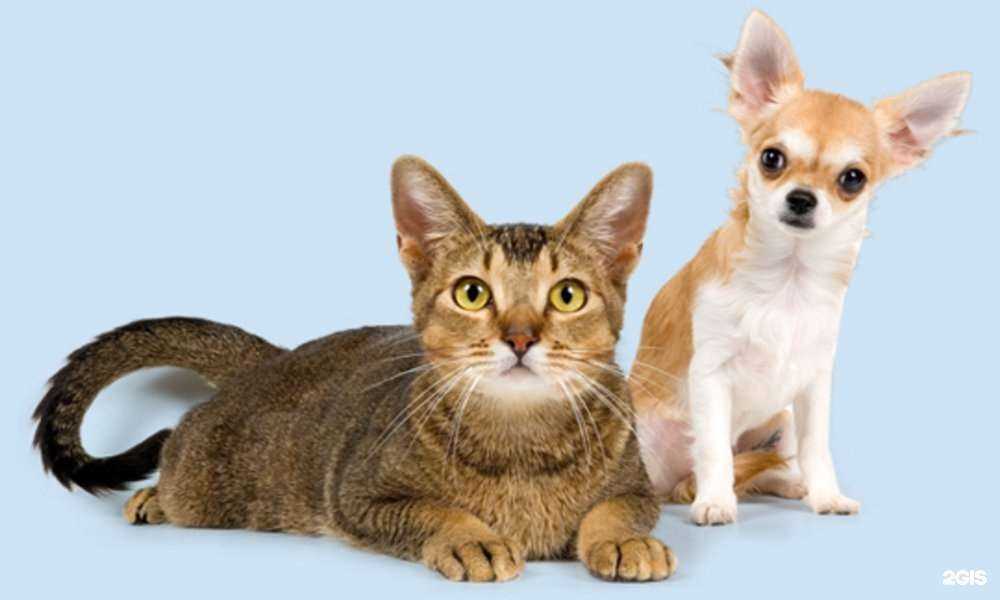 Отзывы на компанию Ветзоомастер в г. Лосино-Петровский c фото