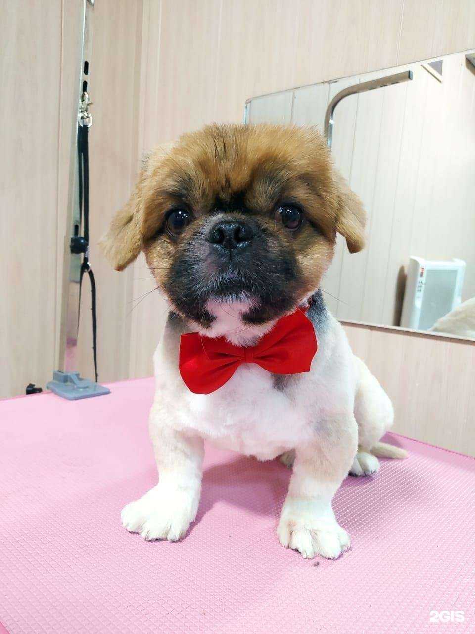 Отзывы на компанию КотоПес в Астрахани c фото