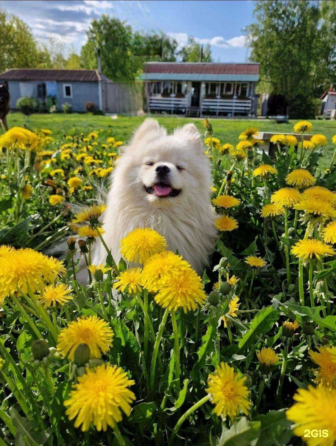 Отзывы на компанию Мухтар в Иванове c фото