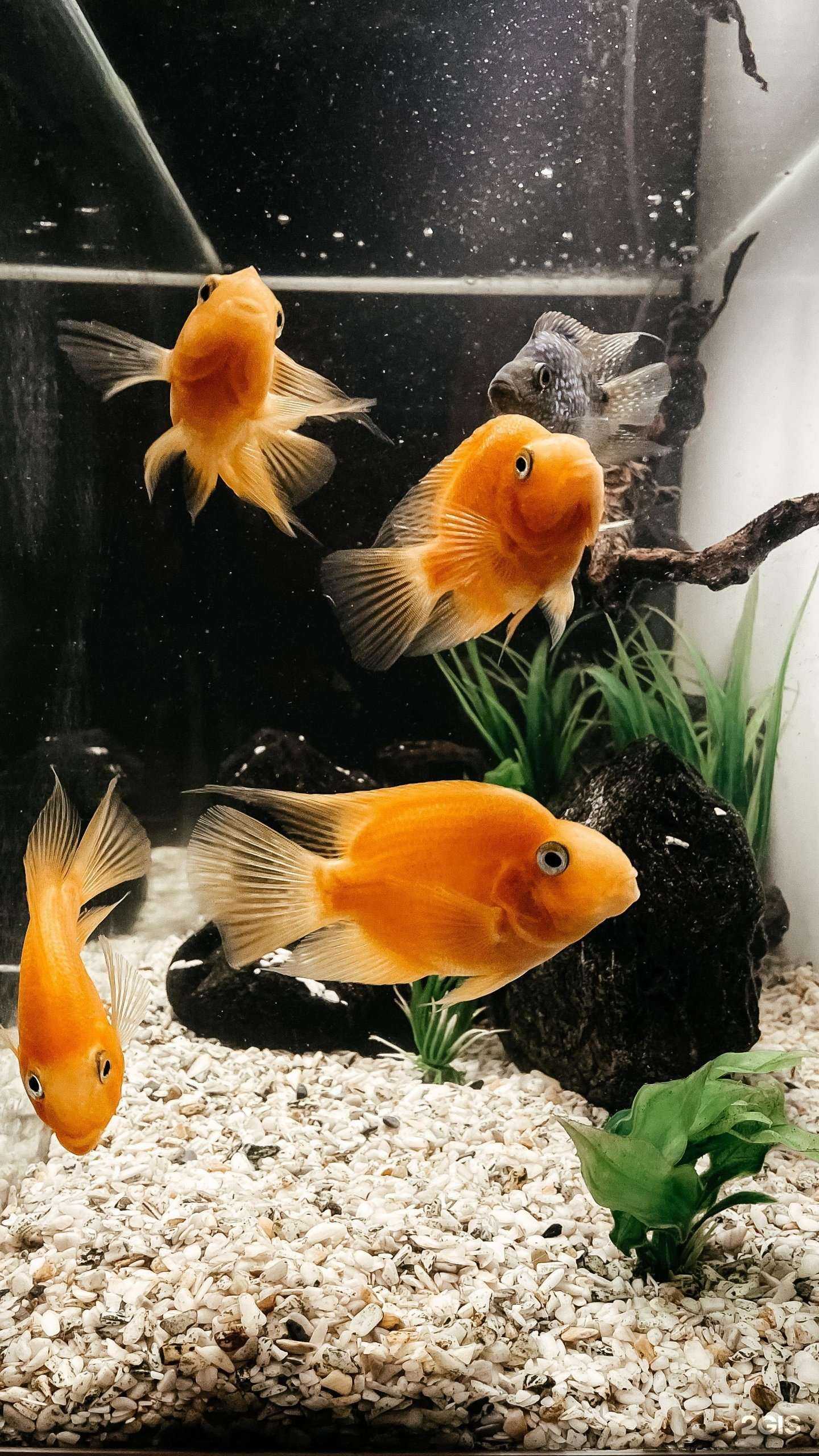 Отзывы на компанию Современный аквариум в Томске c фото