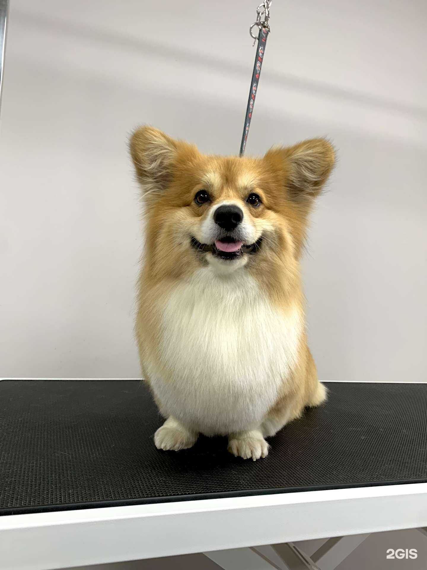 Отзывы на компанию Ушки на макушке в Самаре c фото